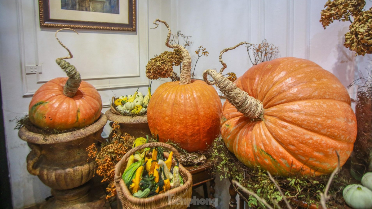 Giant pumpkins prepared ahead of Halloween celebrations